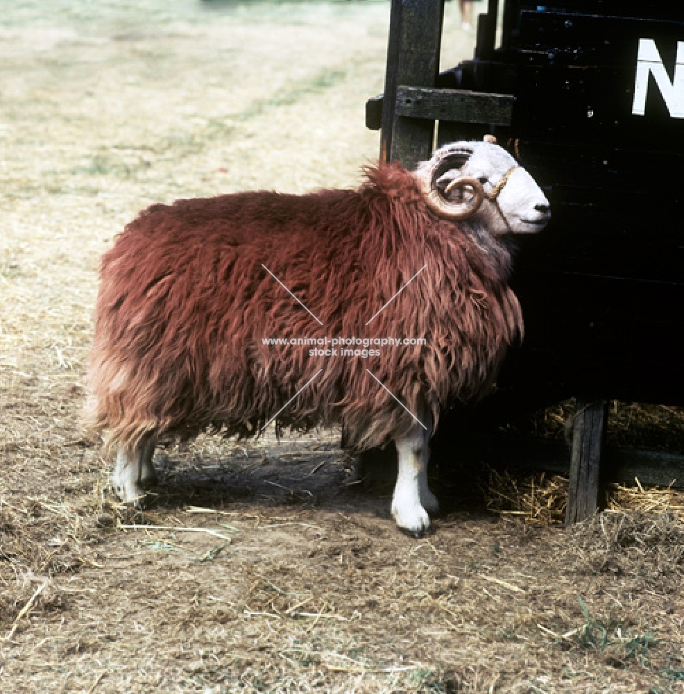 herdwick ram side view