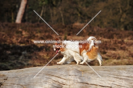 Papillon dog, side view, walking on log