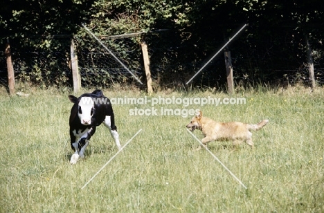 australian cattle dog working a calf