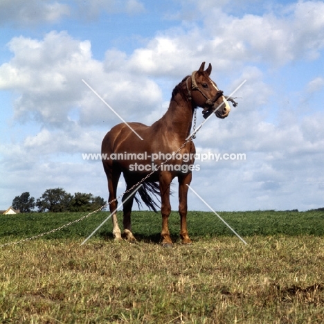 Frederiksborg wearing old fashioned head collar tethered in field in Denmark