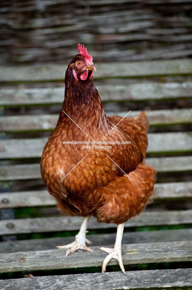 Hen standing on a bench