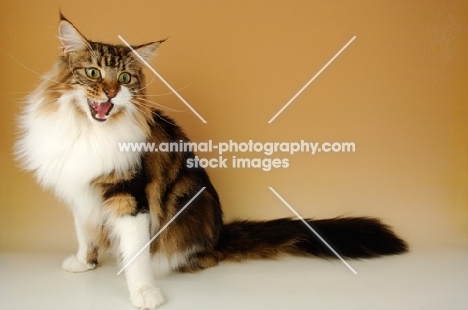brown tabby and white maine coon cat hissing