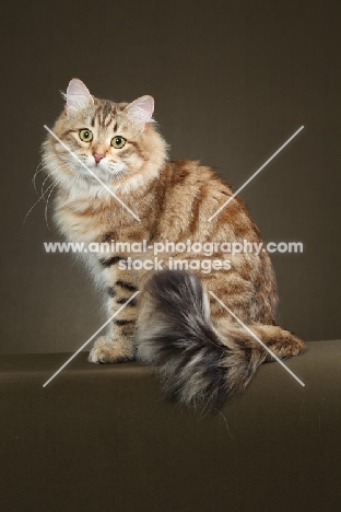 Siberian cat, sitting down