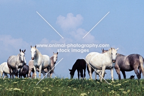 Lipizzaner mares and foals at Szilvasvarad
