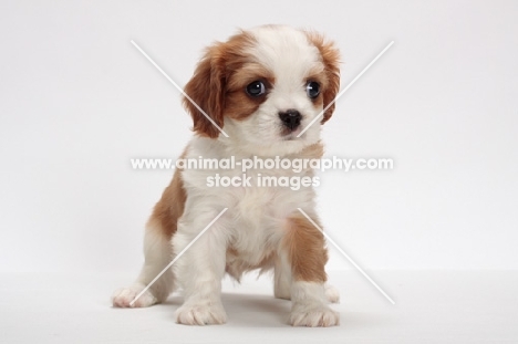 red and white Cavalier King Charles Spaniel