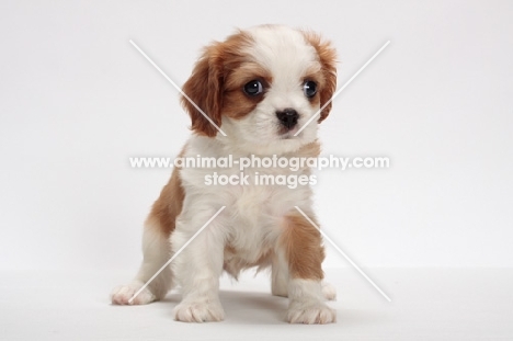 red and white Cavalier King Charles Spaniel