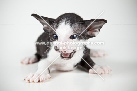 Peterbald kitten 4 weeks old meowing