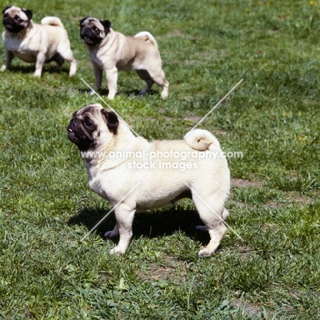 three pugs in a garden