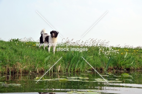 Wetterhound near waterside