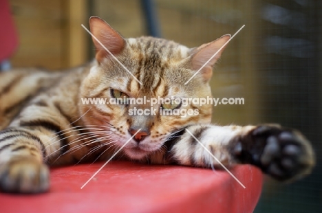 Bengal cat resting on a red chair, champion Mainstreet Full Throttle of Guru