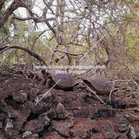 pinta island saddleback tortoise with two galapagos tortoises in enclosure at darwin station, galapagos 