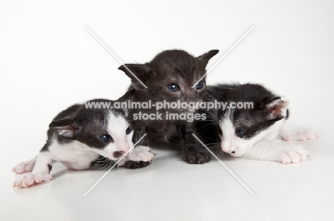 3 Peterbald kittens together, 3 weeks old