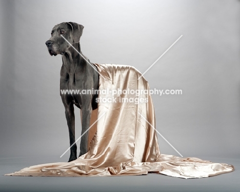 Great Dane with satin sheet