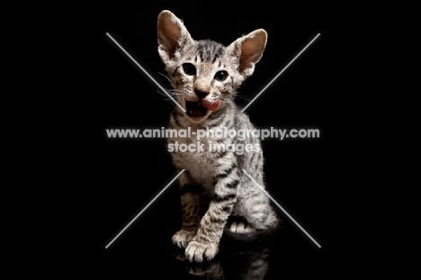 Kitten looking toward camera, licking her mouth