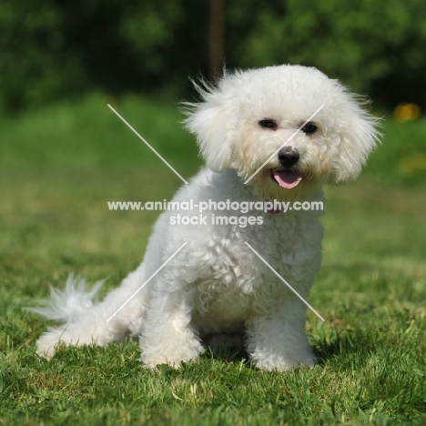 Bichon Frise