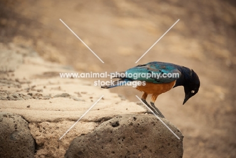 Superb Starling looking for food on a rock in Kenya.