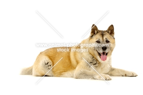 Large Akita dog lying isolated on a white background