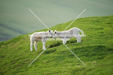 two Texel cross lambs looking at each other