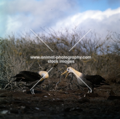 waved albatross in courtship dance, hood island, galapagos islands