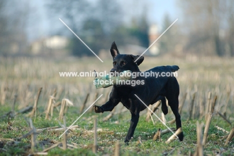 black labrador retrieving dummy