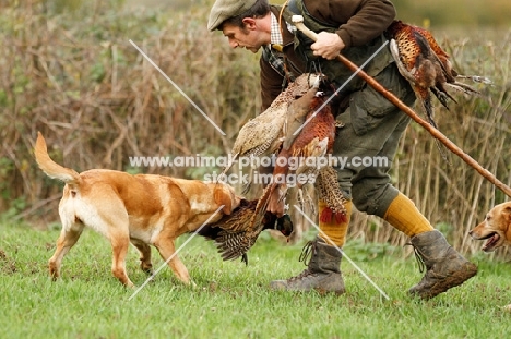 Labrador picking up on a pheasant shoot in uk