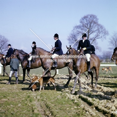 riders and horses at drag hunt with foxhound