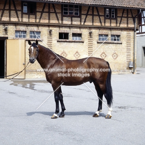 Kalman, wurttemberger stallion at marbach stud germany