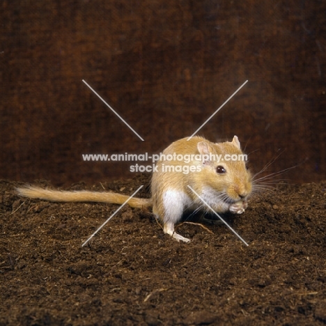 gerbil, argente, on hind legs, feeding, standing on peat