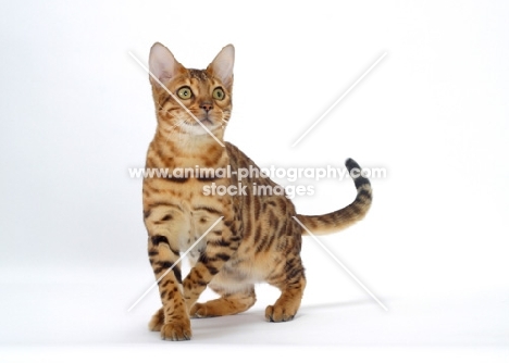 Brown Spotted Tabby Bengal concentrating