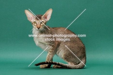 Oriental Shorthair sitting down, Chestnut Silver Ticked Tabby colour