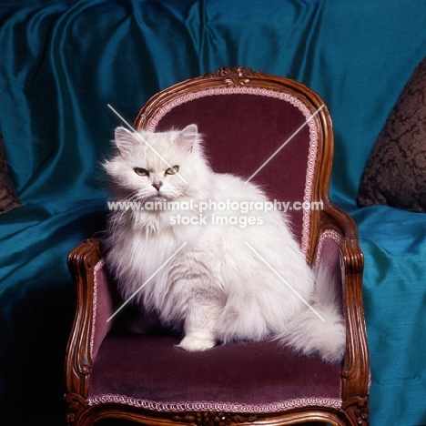 chinchilla cat on velvet covered chair
