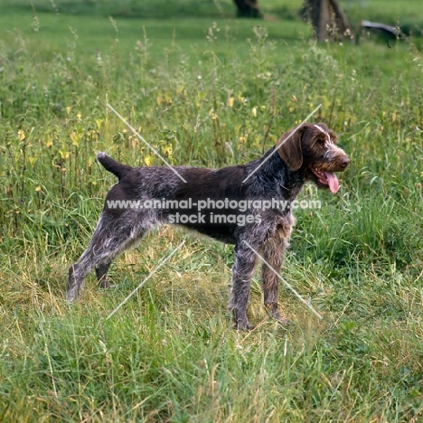 sh ch bareve beverley hills   (dolly), german wirehaired pointer standing 