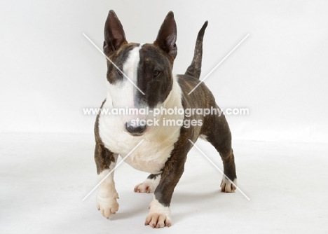 Brindle & White Bull Terrier (Miniature)