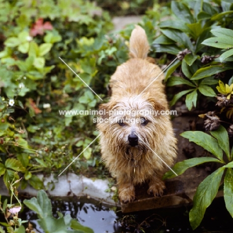 norfolk terrier near a pond