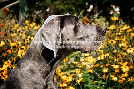 great dane profile in front of yellow flowers