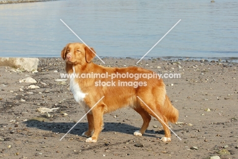 nova scotia duck tolling retriever on beach