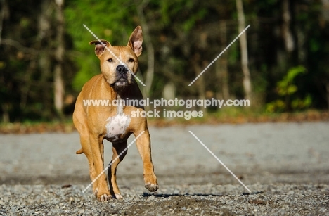 American Pit Bull Terrier running, Inter River Park