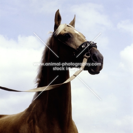 palomino horse wearing lunging caveson