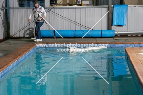 Maremma Sheepdog at indoor training pool