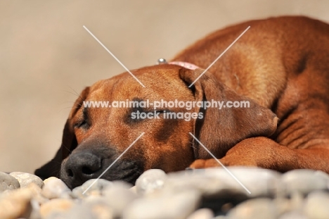 puppy snoozin on a pebbely beach
