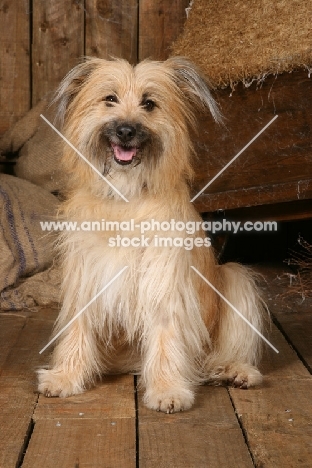 Polish Lowland Sheepdog (aka Polski Owczarek Nizinny)