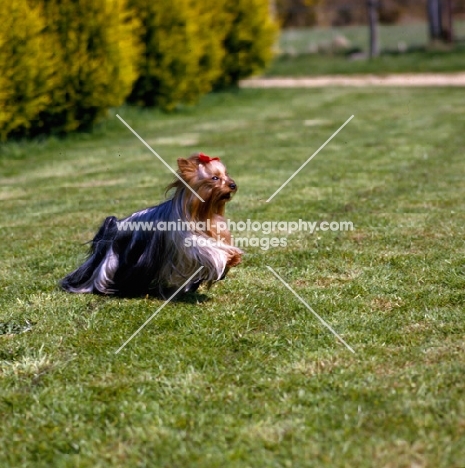 ch yadnum regal fare, one yorkshire terrier leaping forward