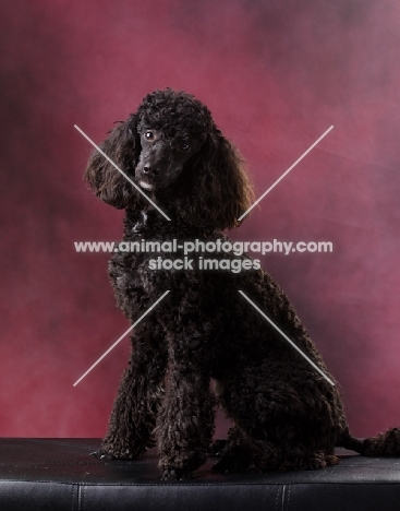 black poodle sitting in studio