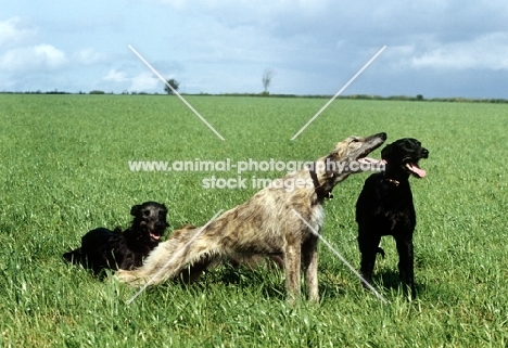 group of lurchers, one stretching