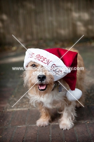 terrier mix wearing santa hat