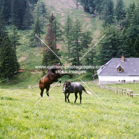 2 lipizzaner colts in mock fight at stubalm, piber