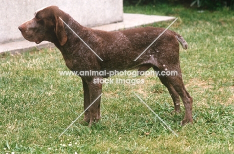 Perdiguero de Burgos, aka Burgos Pointer