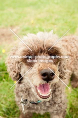 cheerlful toy Poodle