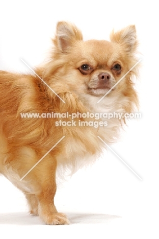 red longhaired Chihuahua