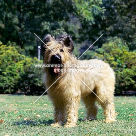 briard with cropped ears standing on grass
